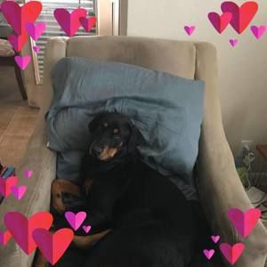 Meet your Posher, Joni